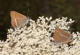 Image result for Satyrium buchananii