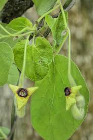 Image result for Isoberlinia tomentosa