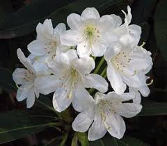 Plant Descriptions Garden Web Rhododendron Colorful Flowers