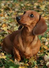 Looks Like My Lucy Dachshund Love Weiner Dog Dachshund Lovers