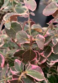 Image result for Euonymus fortunei