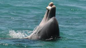 Base one is a space base builder game where you take control of a network of space stations and its . Puff Puff Pass How Wa S Dolphins Are Using Blowfish To Get High