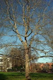 Image result for Rourea coccinea