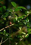 Image result for Coffea mufindiensis