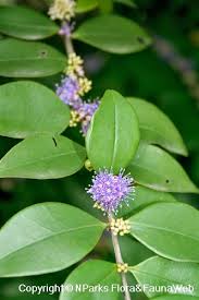 Image result for Memecylon