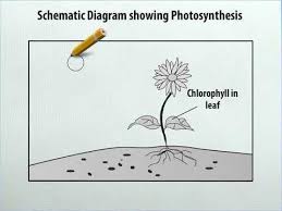 The process can be a challenging topic, difficult to teach, unless visual activities show children the way photosynthesis works. Class 7 Science Schematic Diagram Showing Photosynthesis Youtube