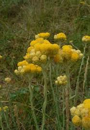 Image result for Helichrysum cephaloideum