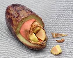 Image result for Pachylobus edulis