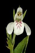 Image result for Justicia anagalloides
