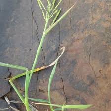 Image result for Digitaria abyssinica