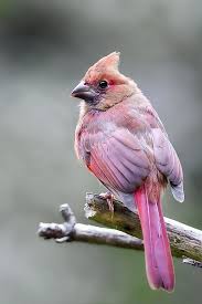 beautiful pink colored birds pink colored birds pink bird why are flamingos pink pink flamingos types of birds bab pet birds animals most beautiful birds