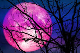 El nombre de luna rosada se debe al musgo o a las hierbas rosadas y a las primeras flores de primavera. Superluna Rosa Como Ver La Superluna Llena De Este 26 De Abril En Nueva York Univision 41 Nueva York Wxtv Univision