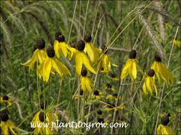 Image result for Cineraria pinnata