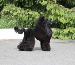 Poodle Sizes Toy Miniature And Standard Poodle Growth