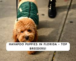 Here is a great list of havanese breeders to make your search easy. Havapoo Puppies In Florida Top 3 Breeders 2021 We Love Doodles