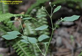 Image result for Euphorbia graminea