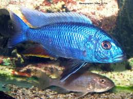 More images for electric blue peacock african cichlids » Ahli Electric Blue Live Fish Direct