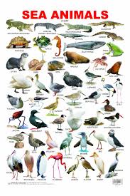 Buy Sea Animal Book Online At Low Prices In India Sea Animal Reviews Ratings Amazon In
