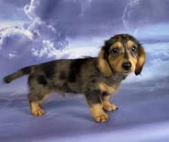 Wondering if you should adopt a mini dachshund puppy? Dachshund Puppies For Sale Lancaster Puppies