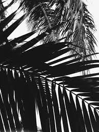 Black And White Palm Tree Pictures Urbanflavours Pl Tumblr White Photography Photo Palm Trees Tumblr