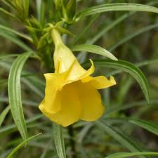 Image result for Cascabela