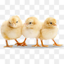 Live Chicken Png And Live Chicken Transparent Clipart Free Download Cleanpng Kisspng Download free chicken png images. chicken transparent clipart