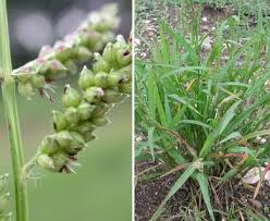 Image result for Echinochloa colona