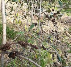 Maybe you would like to learn more about one of these? Via Ai Trattamenti Rameici Dopo La Raccolta Delle Olive Terra E Vita