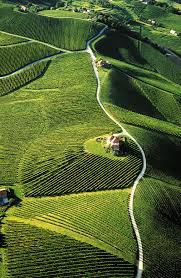 Vineyards In Slovenia Slovenie Reizen Reis