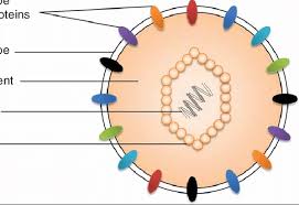 Both the herpes simplex type 1 and the herpes simplex type 2 viruses infect the body's mucous membranes (usually the mouth or genitals, but there are also mucous membranes located in the nose. Illustration Of The Structure Of Human Herpesvirus Virion A General Download Scientific Diagram