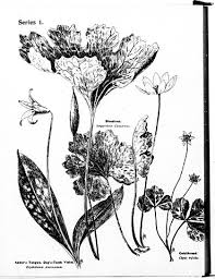 Color combination of red or pink with white looks very attractive. File Wayside Flowers Microform Series I Being A Description Of American Wild Flowers That Bloom In April May And Early June 1898 20605888546 Jpg Wikimedia Commons