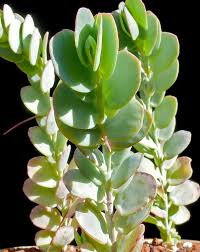 Kalanchoe Marnieriana Planting Succulents Succulents Plants