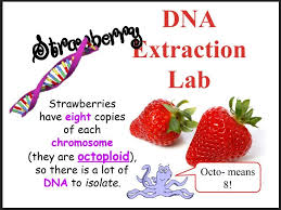 Strawberry Dna Extraction Lab Dna Extraction Lab Dna Project Dna Activities