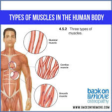 Image result for Muscle Tissue