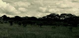 Image result for Tannodia swynnertonii