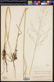 Image result for Eragrostis heteromera