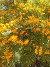 Image result for Tipuana