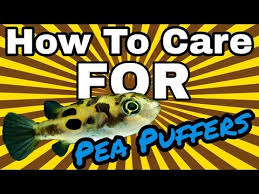 How To Care For Pea Puffers Easy And Cheap Youtube Dwarf Puffer Fish Puffer Fish 10 Gallon Fish Tank