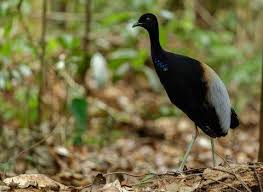 Image result for Cyphia brummittii