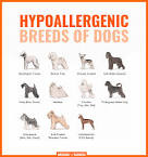 Hypoallergenic Dog Breeds - Best Hypoallergenic Dogs List