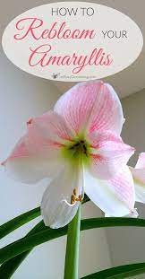 How To Rebloom Your Amaryllis Plants Amaryllis Bulbs Amaryllis Plant Amaryllis