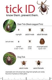 Symptoms of tick bites on dogs. Tick Free Nh Don T Let A Little Tick Become A Big Problem