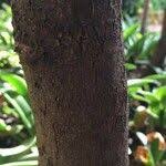 Image result for Cassinopsis ilicifolia