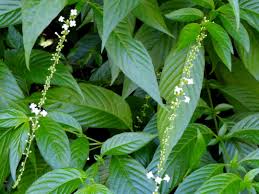 Image result for Gunillaea