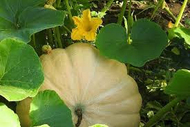 かぼちゃの花ってどんなの 雄花と雌花の見分け方は 食べ方やレシピも紹介 Botanica