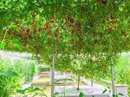 360 x 384 jpeg 30 кб. Italian Tree Tomato 5 Seeds Lycopersicon 25 Kg Fruit Per Plant
