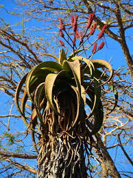 Image result for Trachyandra burkei