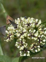 Maybe you would like to learn more about one of these? Cedar Hill State Park Nature Texas Parks Wildlife Department