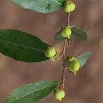 Image result for Cleistanthus polystachyus