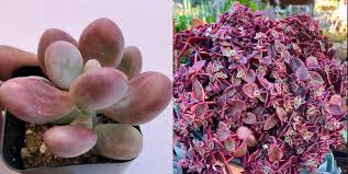 In the summer, this could be every couple of days. 7 Pink Succulents That Make The Perfect Valentine S Day Decor